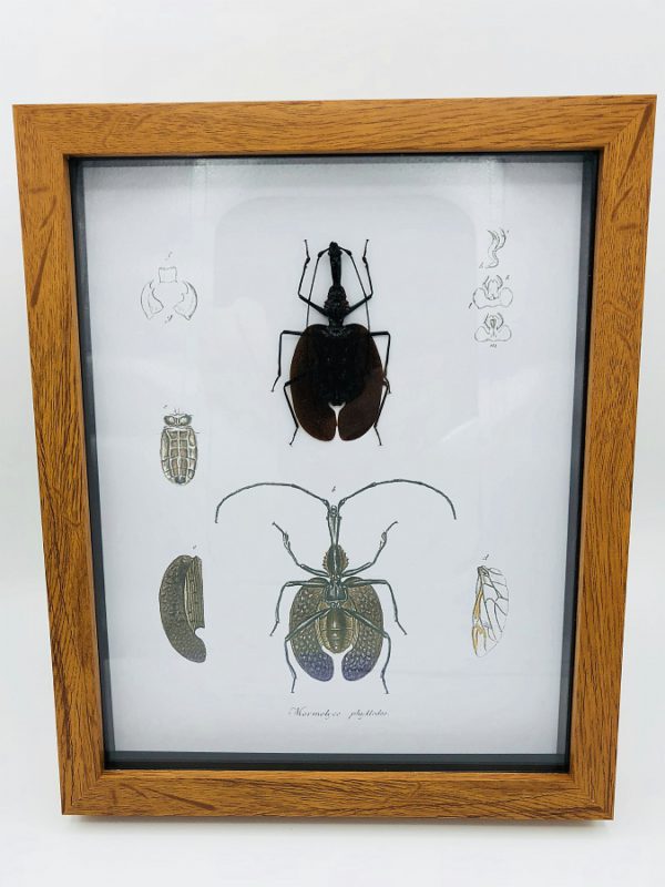 Real Violin Beetle - Mormolyce frame with vintage illustrations