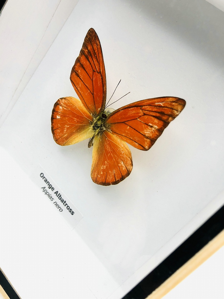 Orange butterflies Appias Nero in autumn colors under oval glass