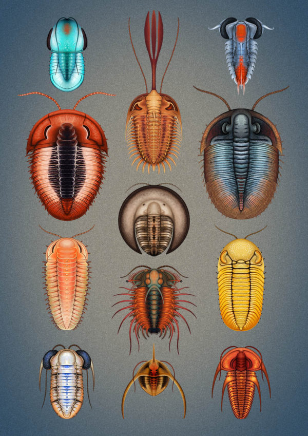 The fascinating world of trilobites - Natural History Curiosities