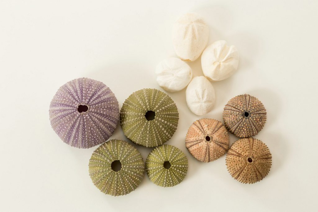 what-is-the-difference-between-sea-urchins-and-sand-dollars-natural