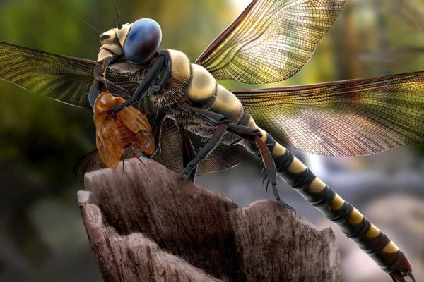 The largest insect ever was a dragonfly! - Natural History Curiosities