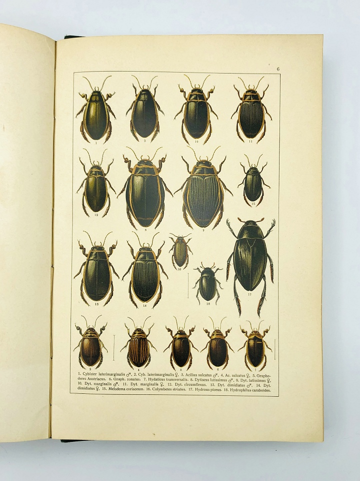 C. Schaufuss - Calwer's Käferbuch - 1916 - Natural History Curiosities