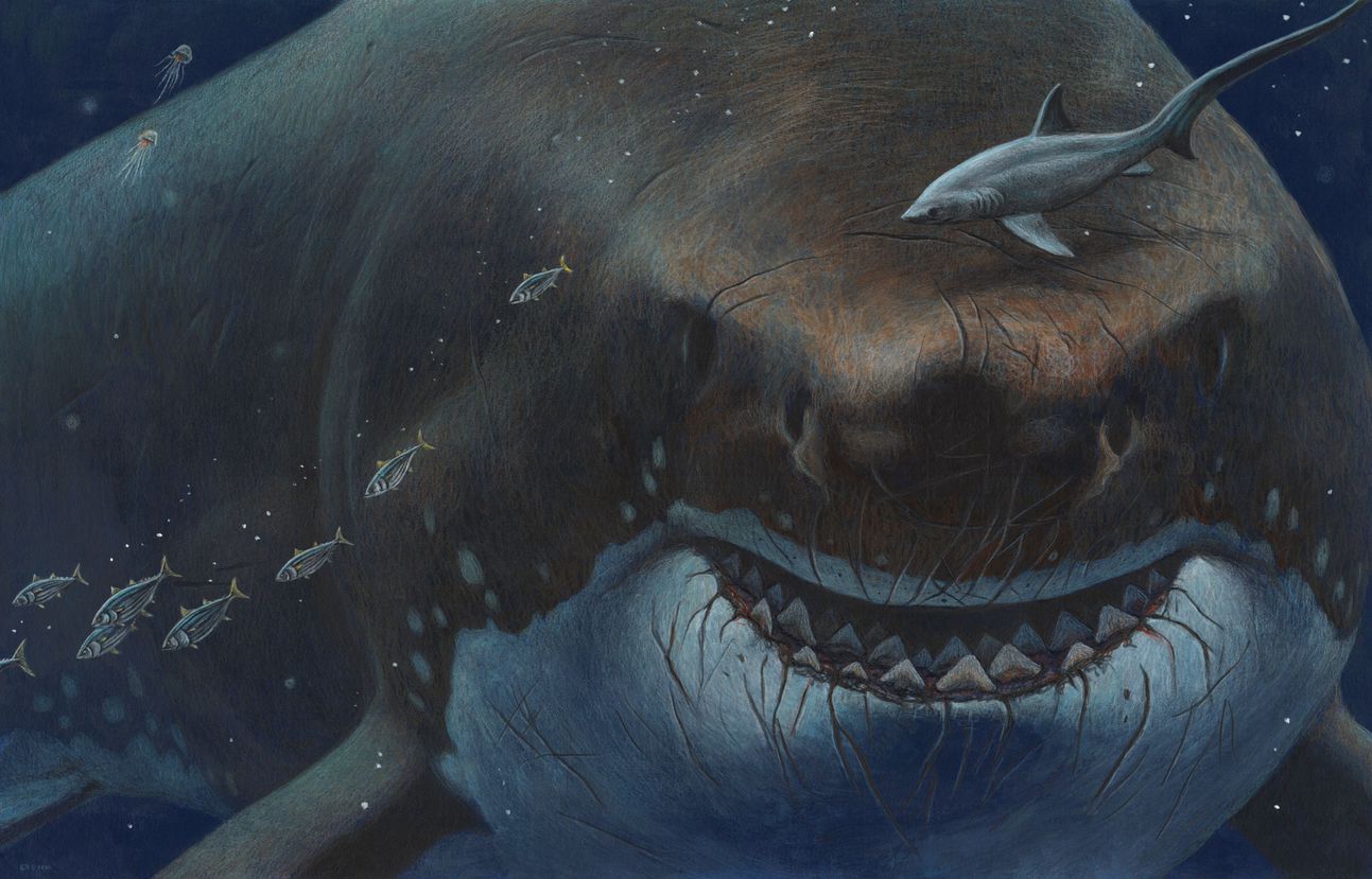 Is it possible that the Megalodon still lurks on the ocean floor