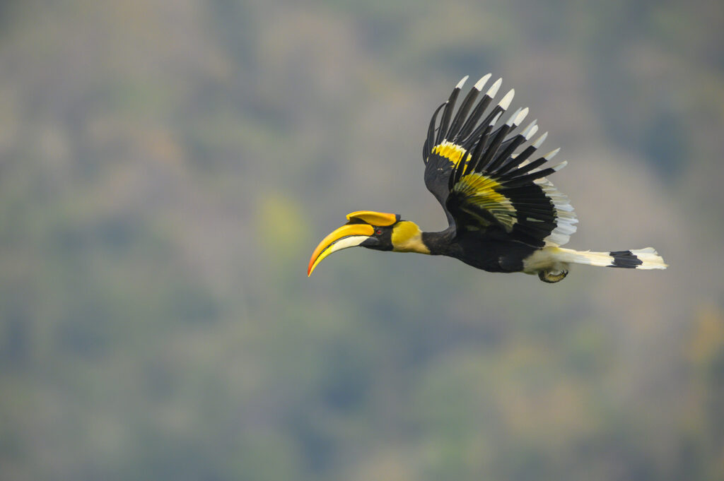 Hornbill species of the world (update 2020) - Natural History Curiosities