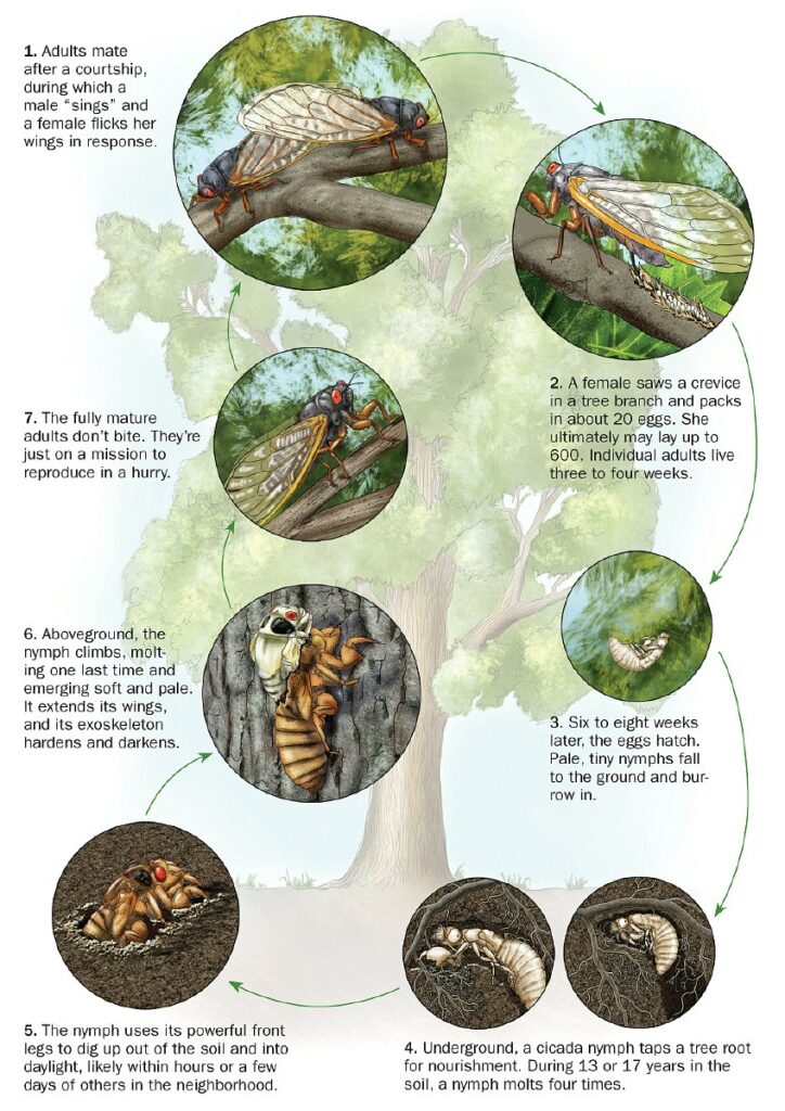 Cicadas and some cool facts Natural History Curiosities