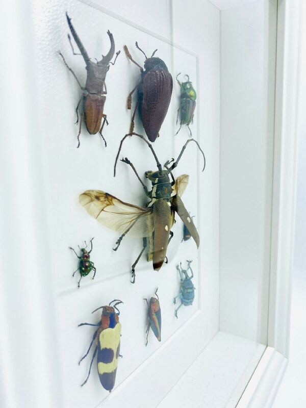 Magnificent insect mosaic frame with 9 specimen