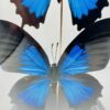 Glass dome with 2 Blue Emperor butterflies (papilio ulysses