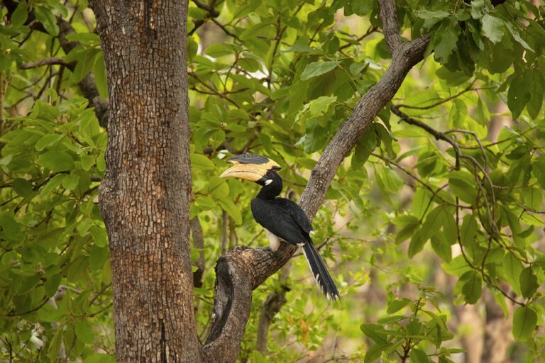 Interesting facts about Hornbills - Natural History Curiosities