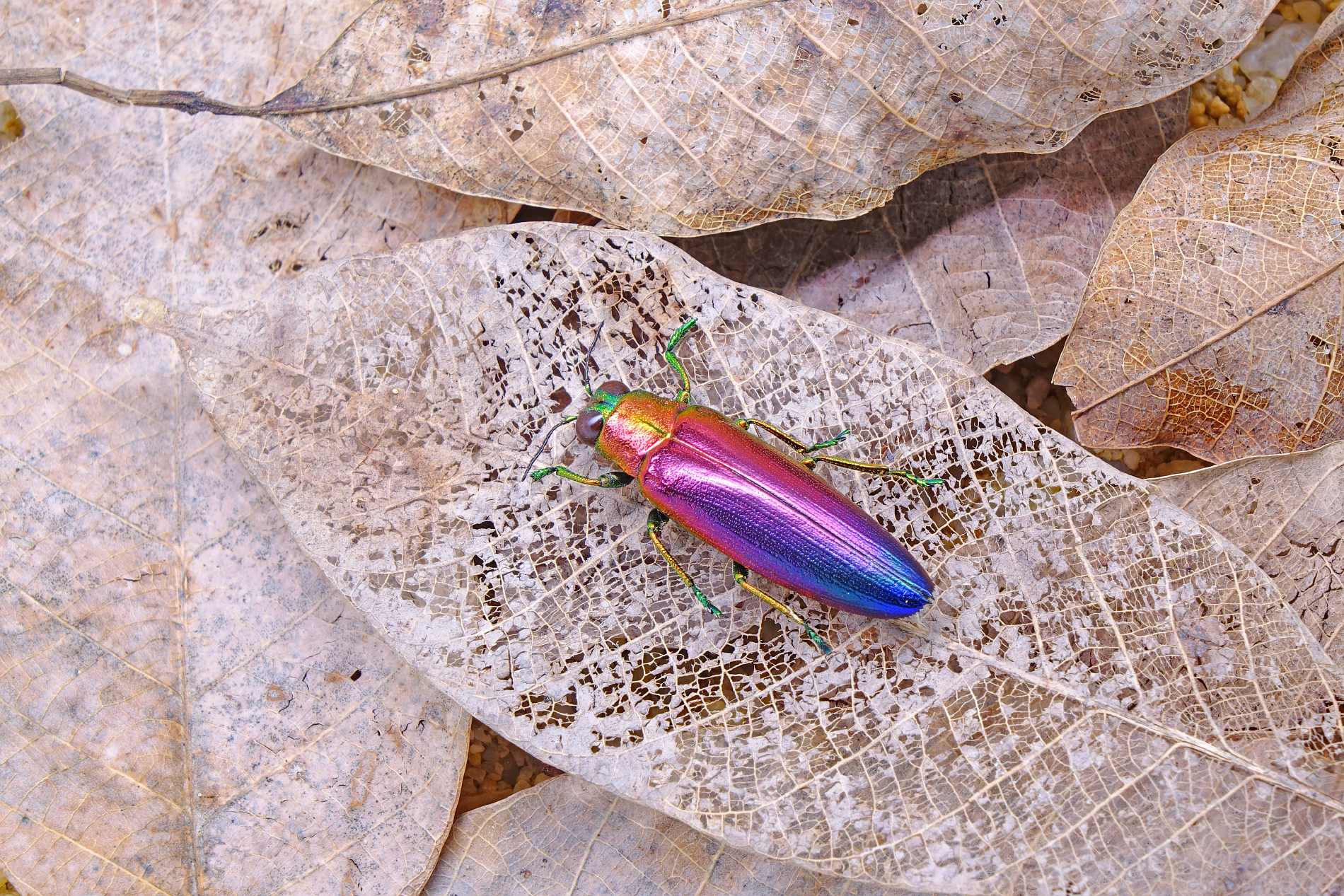 Jewel Beetles - Natural pieces of jewellery - Natural History Curiosities