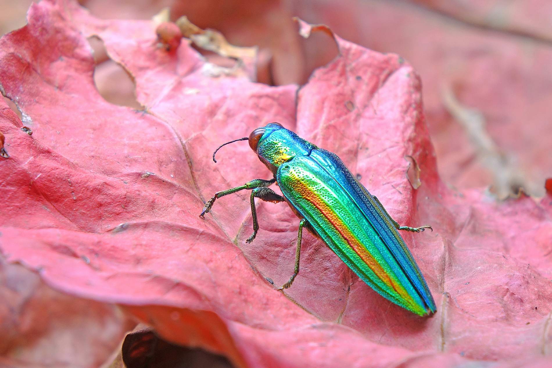 Jewel Beetles' Iridescent Shells Deter Hungry Birds--By Freaking