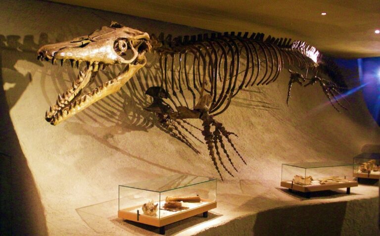 The mosasaurus and fossils that can be found of it! - Natural History ...