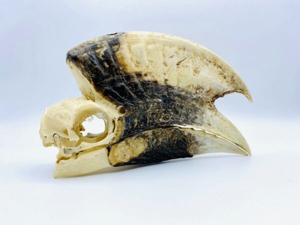 Male White-thighed Hornbill skull - Bycanistes albotibialis - 18cm