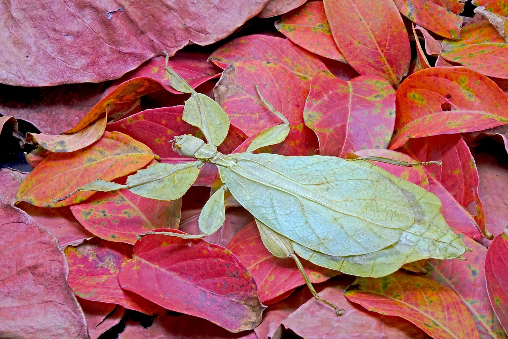 20 interesting facts about the amazing walking leaves - Natural History Curiosities