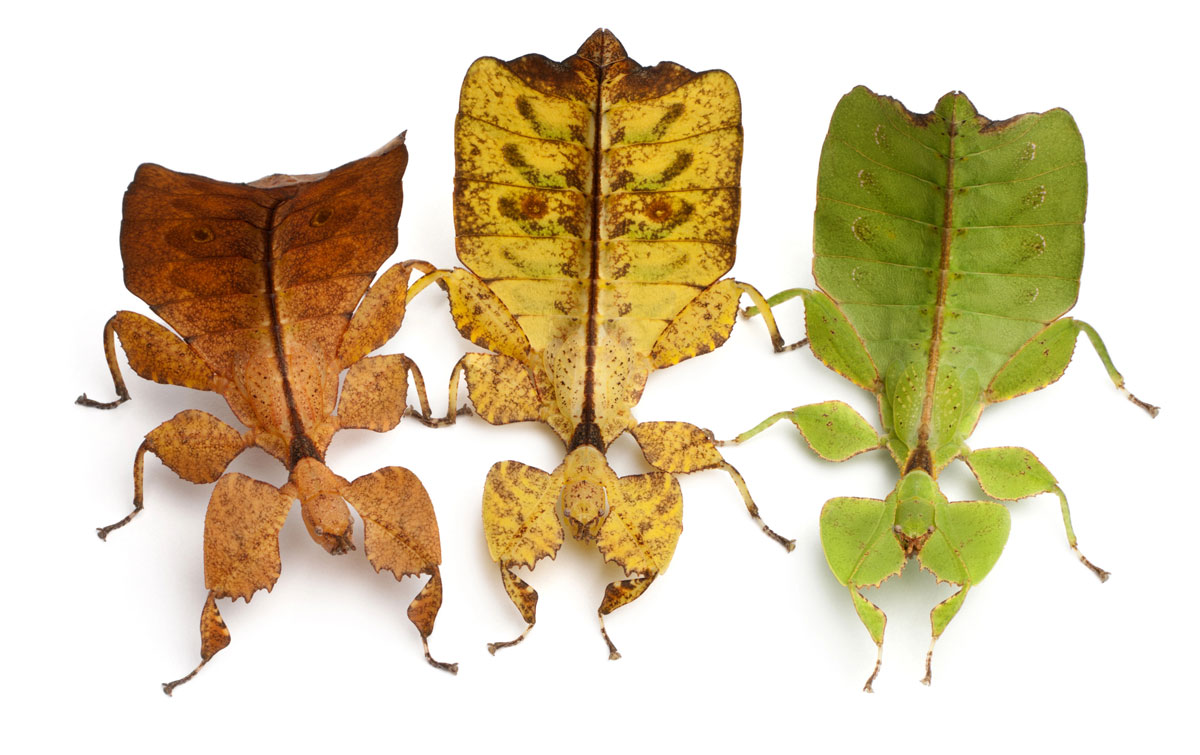 20 interesting facts about the amazing walking leaves - Natural History Curiosities