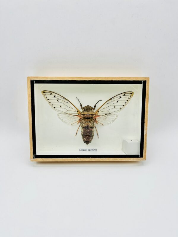 Framed Giant Cicada (Megapomponia merula)