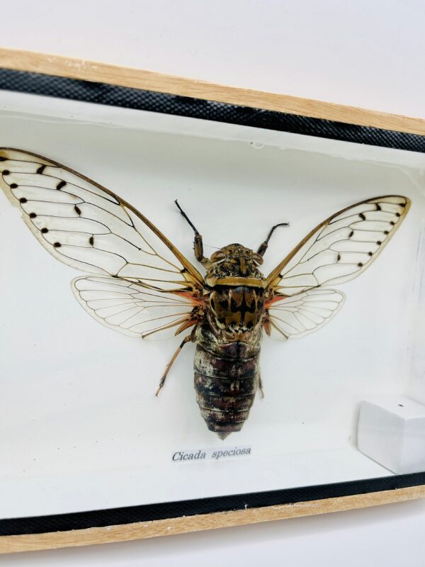 Framed Giant Cicada (Megapomponia merula)